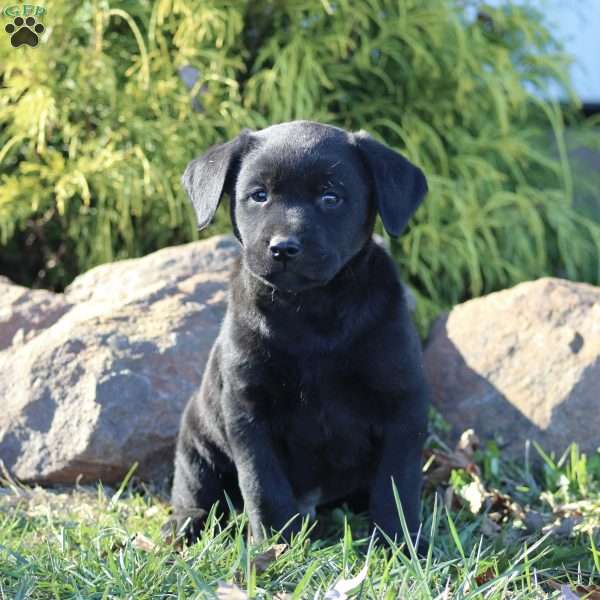 Scout, Black Labrador Retriever Puppy