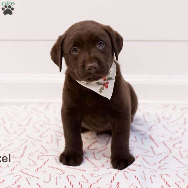 Axel- English, Chocolate Labrador Retriever Puppy