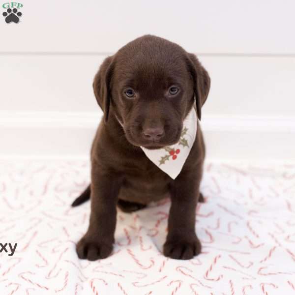 Roxy- English, Chocolate Labrador Retriever Puppy