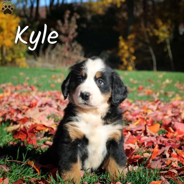 Kyle, Bernese Mountain Dog Puppy