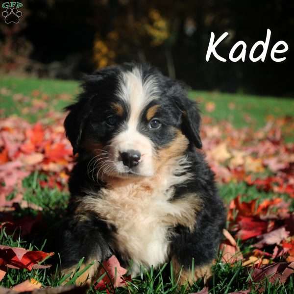 Kade, Bernese Mountain Dog Puppy