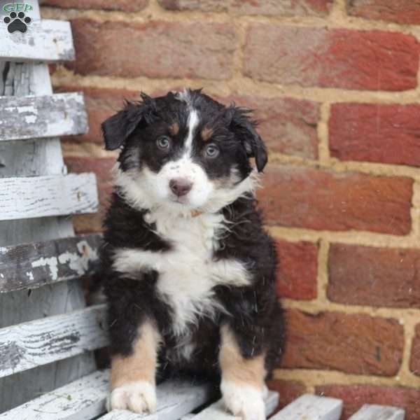 Star, Australian Shepherd Puppy