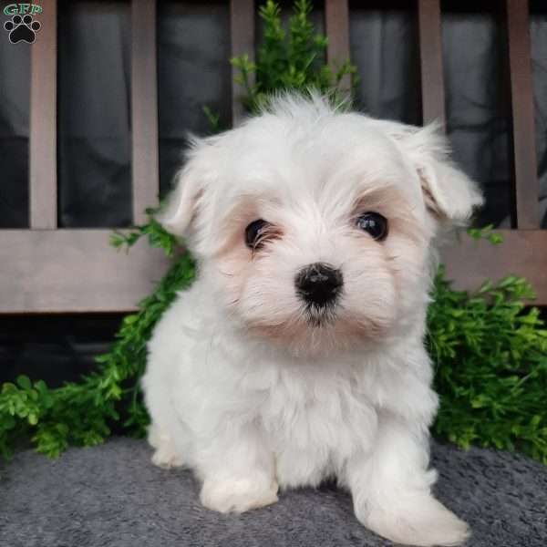 Dolly, Maltese Puppy