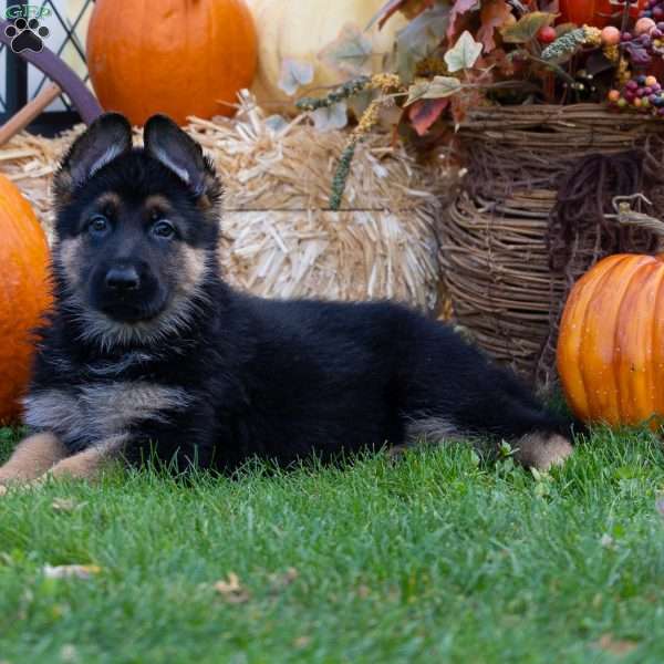 Ranger, German Shepherd Puppy