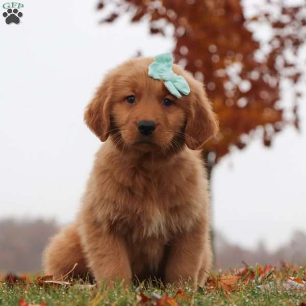Beauty, Golden Retriever Puppy
