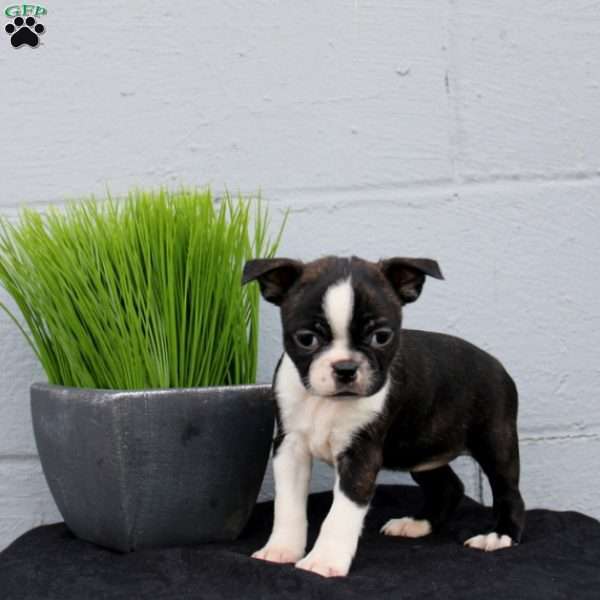 Lily, Boston Terrier Puppy
