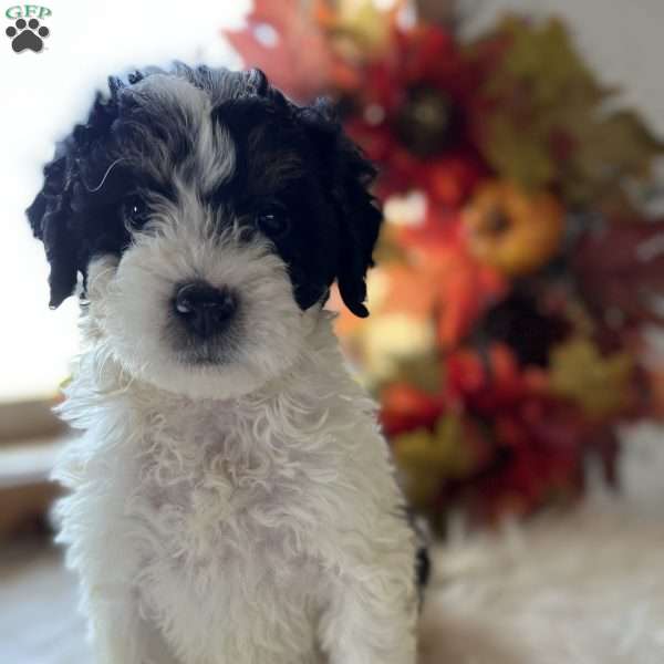 Ruby, Mini Bernedoodle Puppy