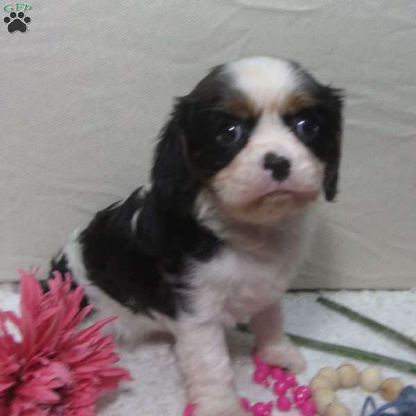 Cloe, Cavalier King Charles Spaniel Puppy