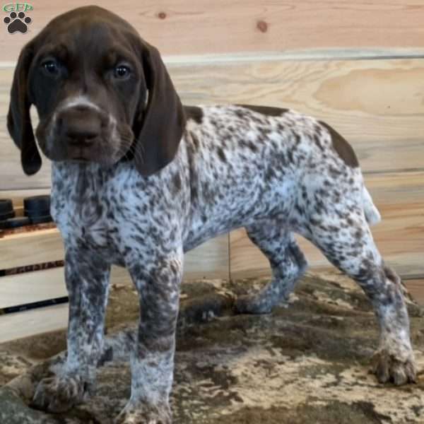 Kimber, German Shorthaired Pointer Puppy