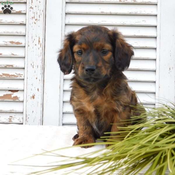 Baxter, Dachshund Puppy