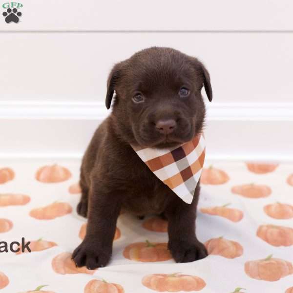 Jack- English, Chocolate Labrador Retriever Puppy