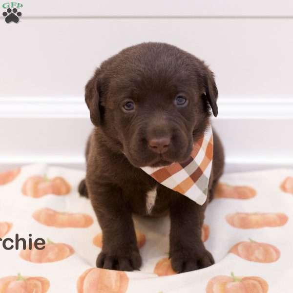 Archie- English, Chocolate Labrador Retriever Puppy