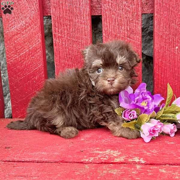 Rosa, Havanese Puppy