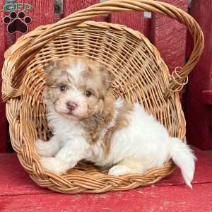 Rowdy, Havanese Puppy
