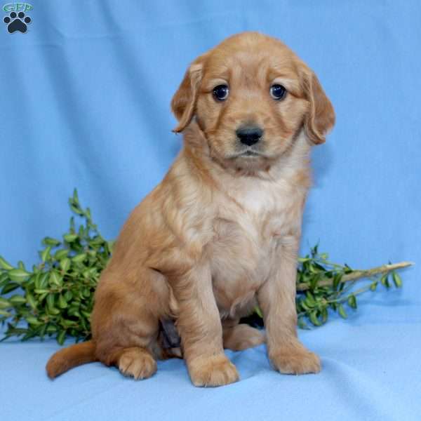 Gracie, Miniature Golden Retriever Puppy