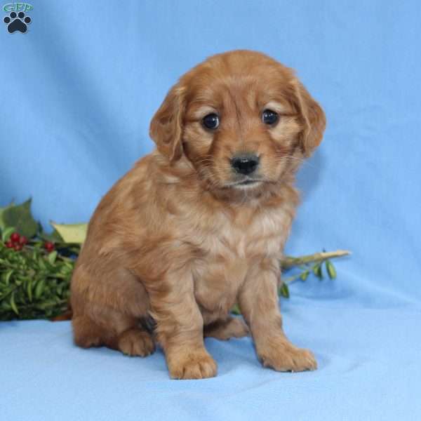Gloria, Miniature Golden Retriever Puppy