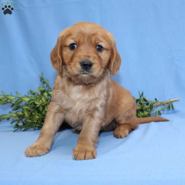 Georgia, Miniature Golden Retriever Puppy