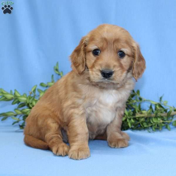 Gemma, Miniature Golden Retriever Puppy