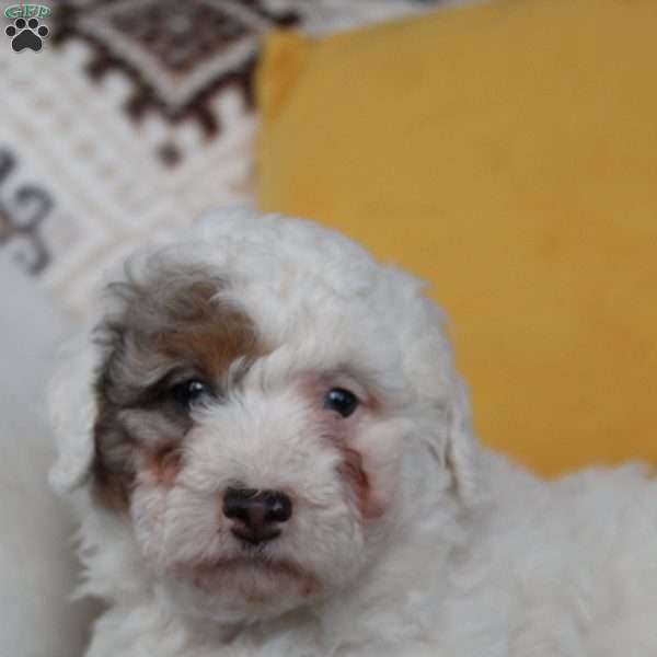 Sherlock, Mini Sheepadoodle Puppy