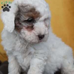 Sherlock, Mini Sheepadoodle Puppy