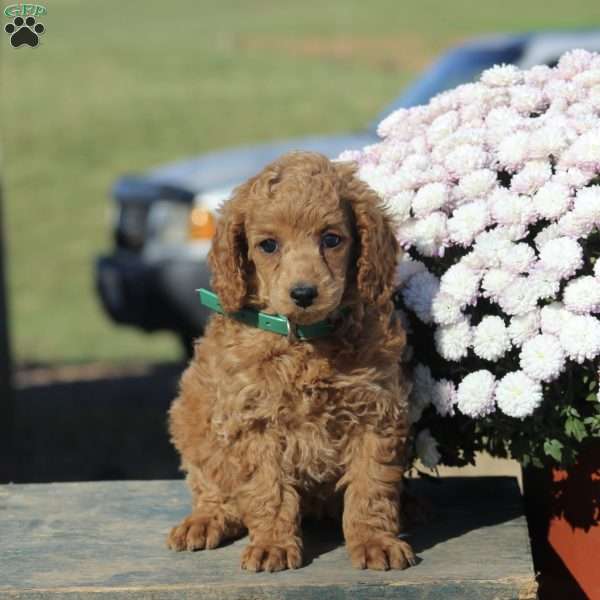 Chloe, Miniature Poodle Puppy