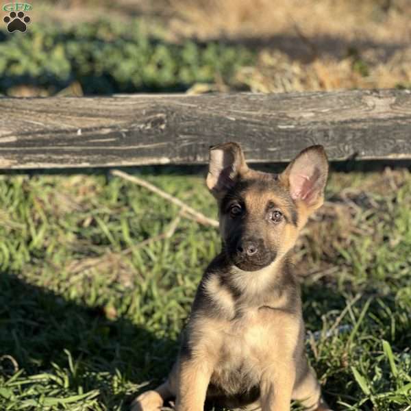Simone, German Shepherd Puppy
