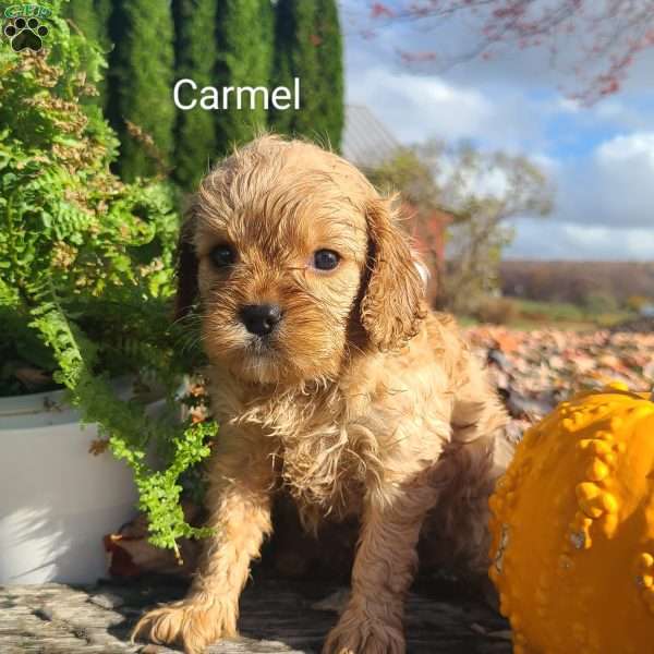Carmel, Cavapoo Puppy