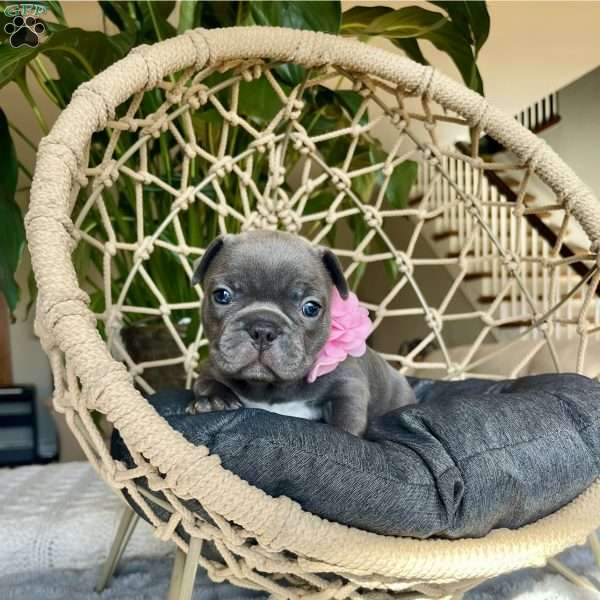 Bella, Frenchton Puppy