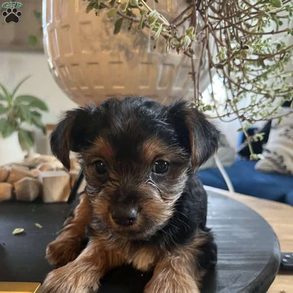 Oliver, Yorkie Puppy