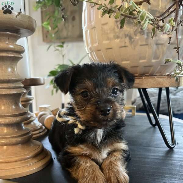 Teddy, Yorkie Puppy