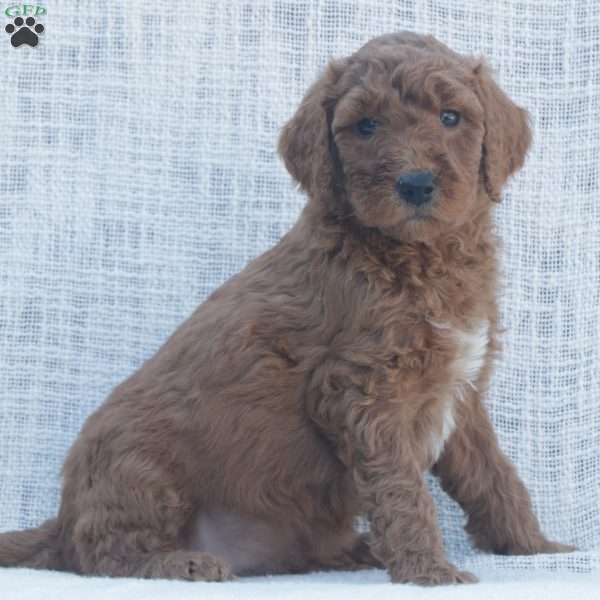 Wesley F1B, Goldendoodle Puppy