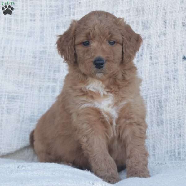 Whittney F1B, Goldendoodle Puppy
