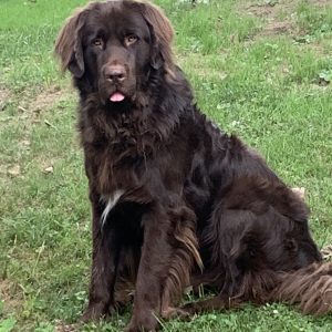 Clint Cottone,  Breeder