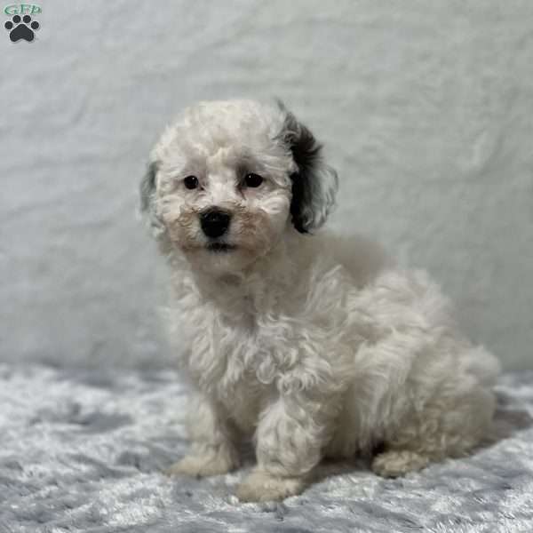 Peter, Miniature Poodle Puppy