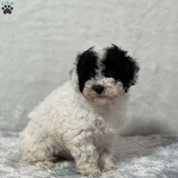 Potter, Miniature Poodle Puppy