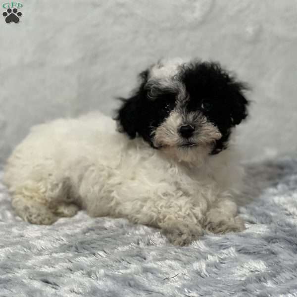 Pike, Miniature Poodle Puppy