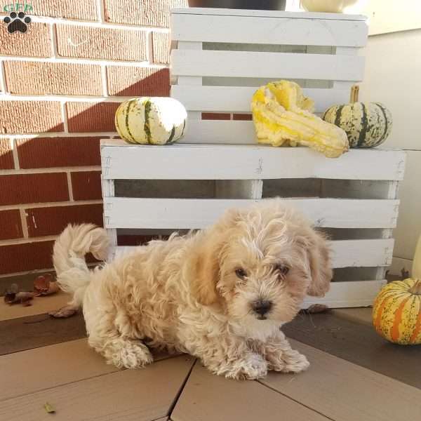 Willy g, Shih-Poo Puppy