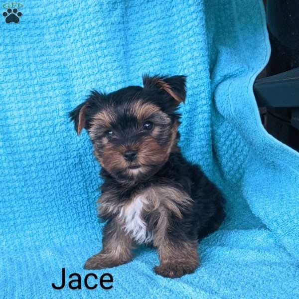 Jace, Yorkie Puppy