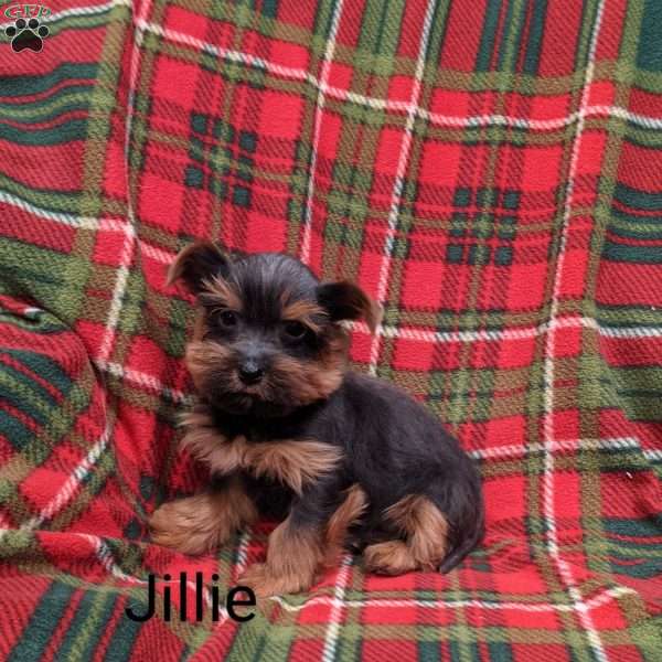 Jillie, Yorkie Puppy