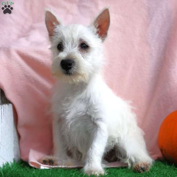 Macy, West Highland Terrier Puppy