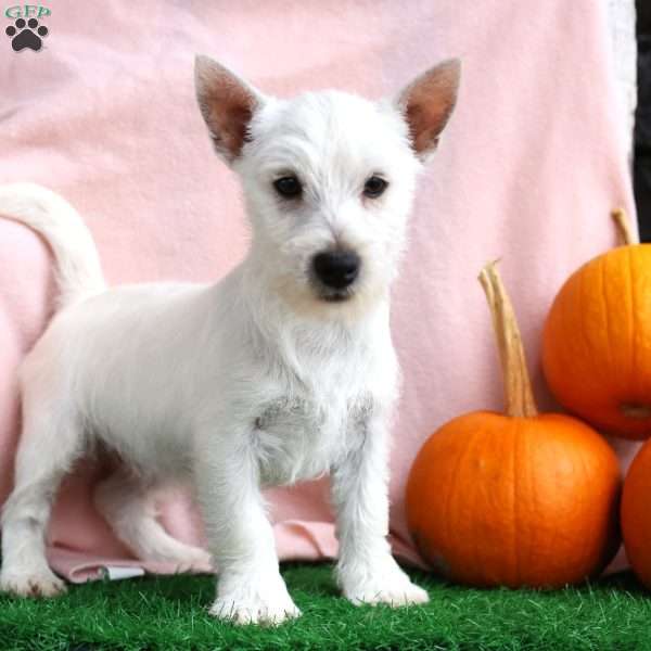 Molly, West Highland Terrier Puppy