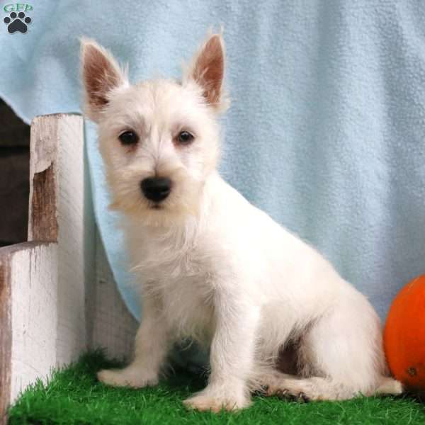 Manny, West Highland Terrier Puppy