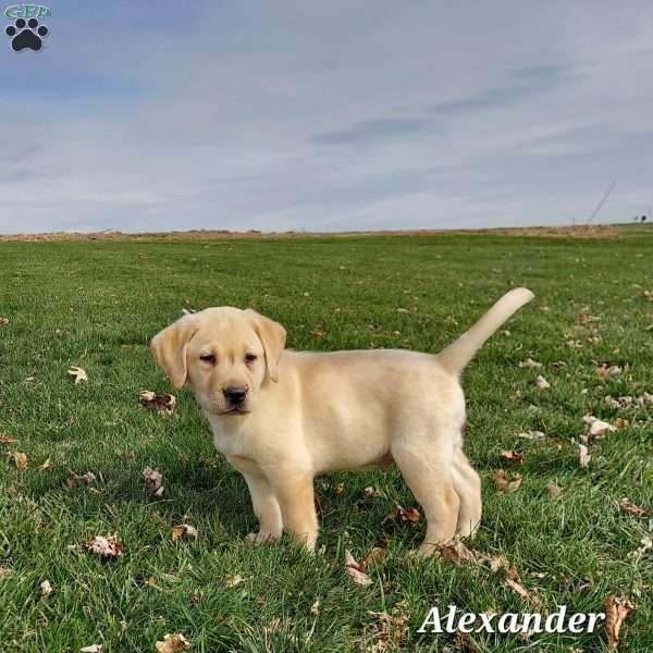 Alexander, Yellow Labrador Retriever Puppy