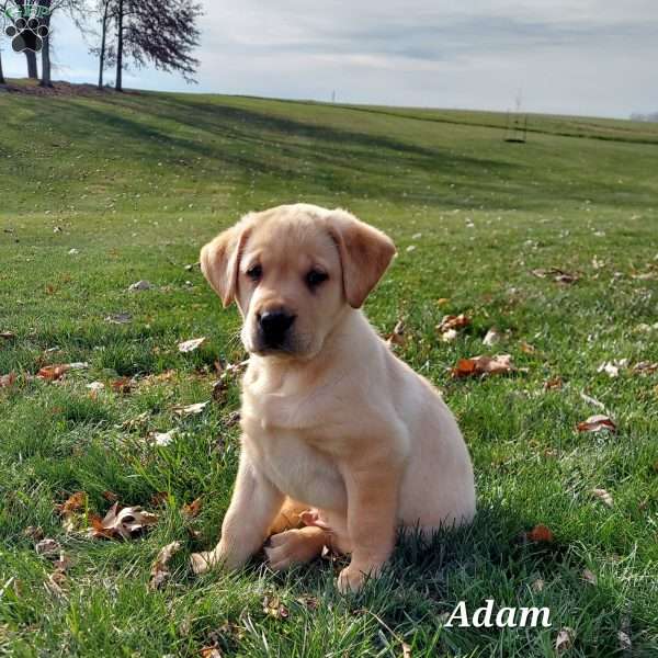 Adam, Yellow Labrador Retriever Puppy