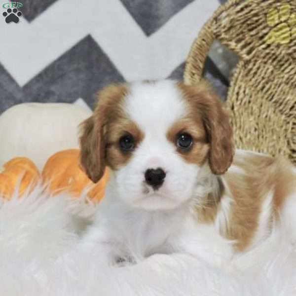 Rosco, Cavalier King Charles Spaniel Puppy