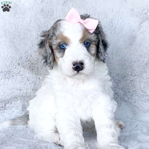 Pearl, Bernedoodle Puppy