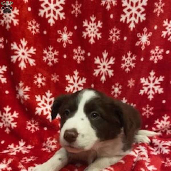 Penny, Border Collie Puppy
