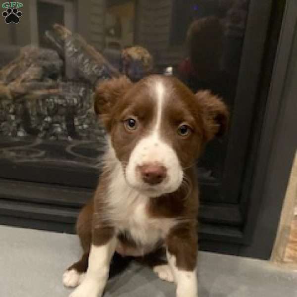 Rocky, Border Collie Puppy