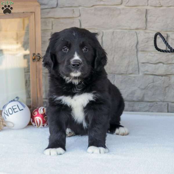 Lily, Bernese Golden Mountain Dog Puppy