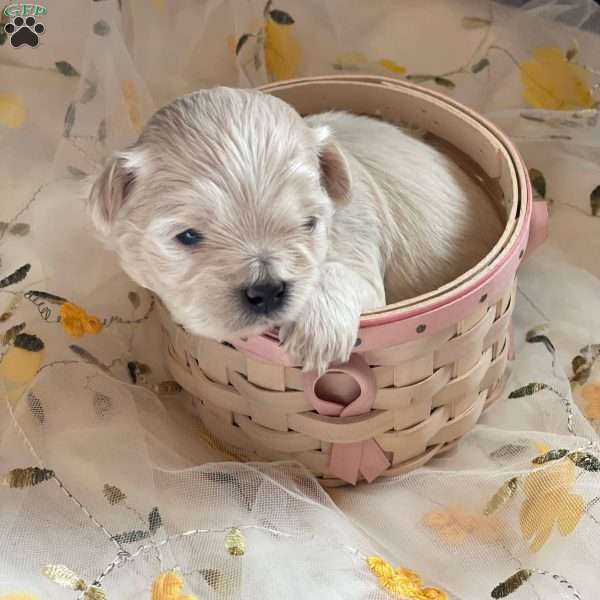 Peppermint, Shih-Poo Puppy